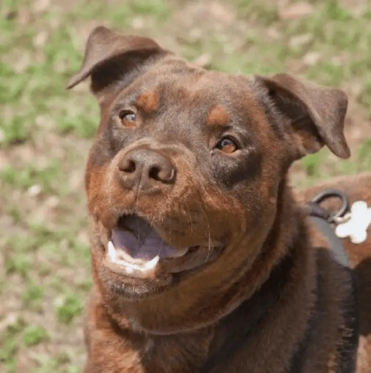 Red Rottweiler: The Rottie Dog With a Rare Color