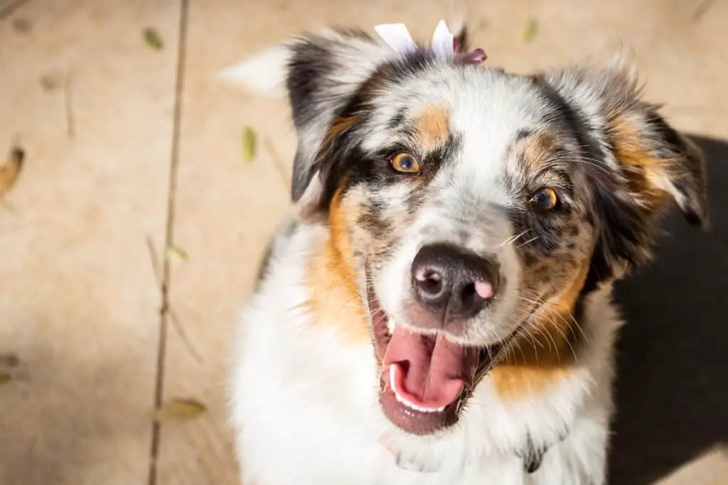 Australian shepherd with a bow in it's hair looking up at camera with a sunbeam on it's face.