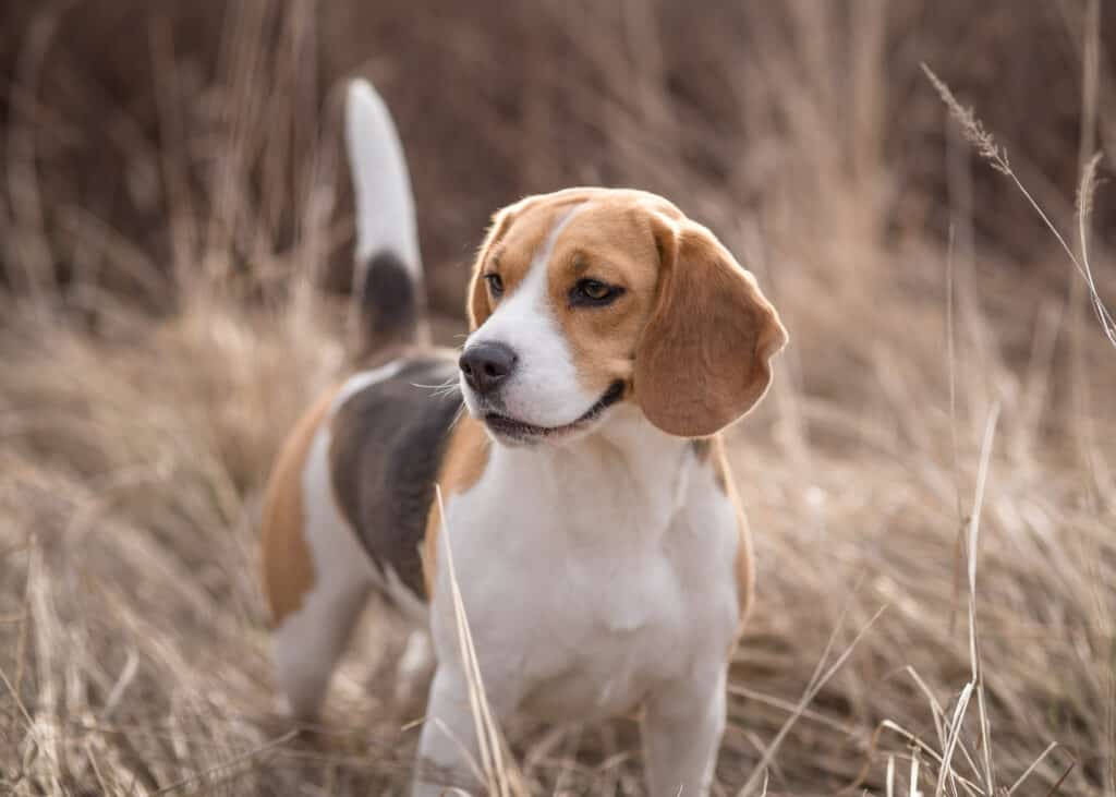 Beagle: Facts and Information on this Hunting Dog Breed