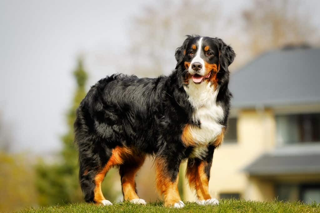 Bernese Mountain Dog standing on grass with house in background