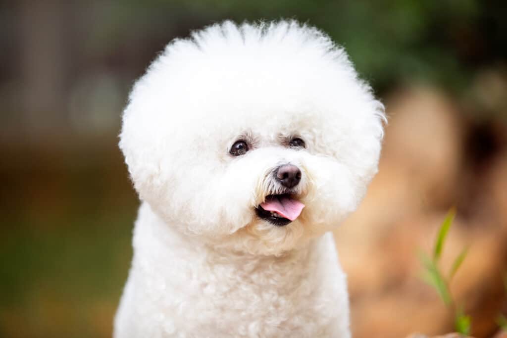 Bichon Frise: Facts on this Friendly and Fluffy Dog Breed