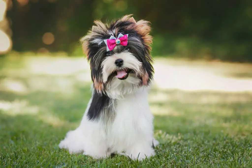 Biewer Terrier: Facts You Need to Know About This Tiny Breed