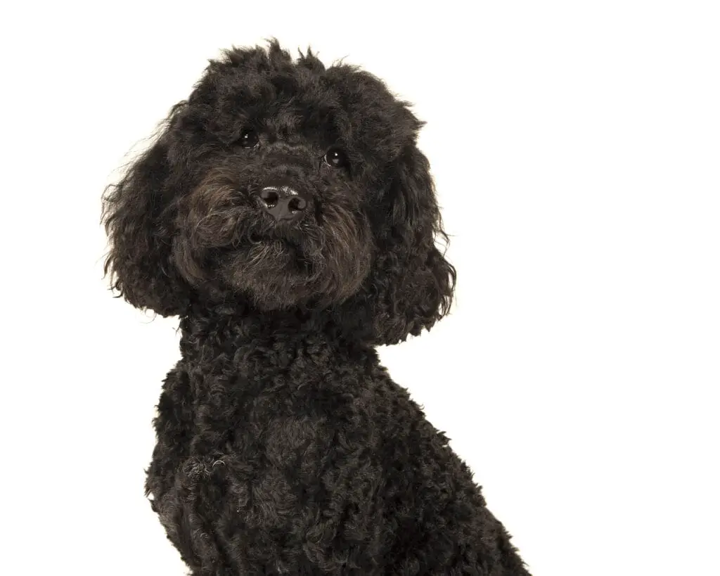 Black Labradoodle: The Complete Guide to this Beautiful Dog