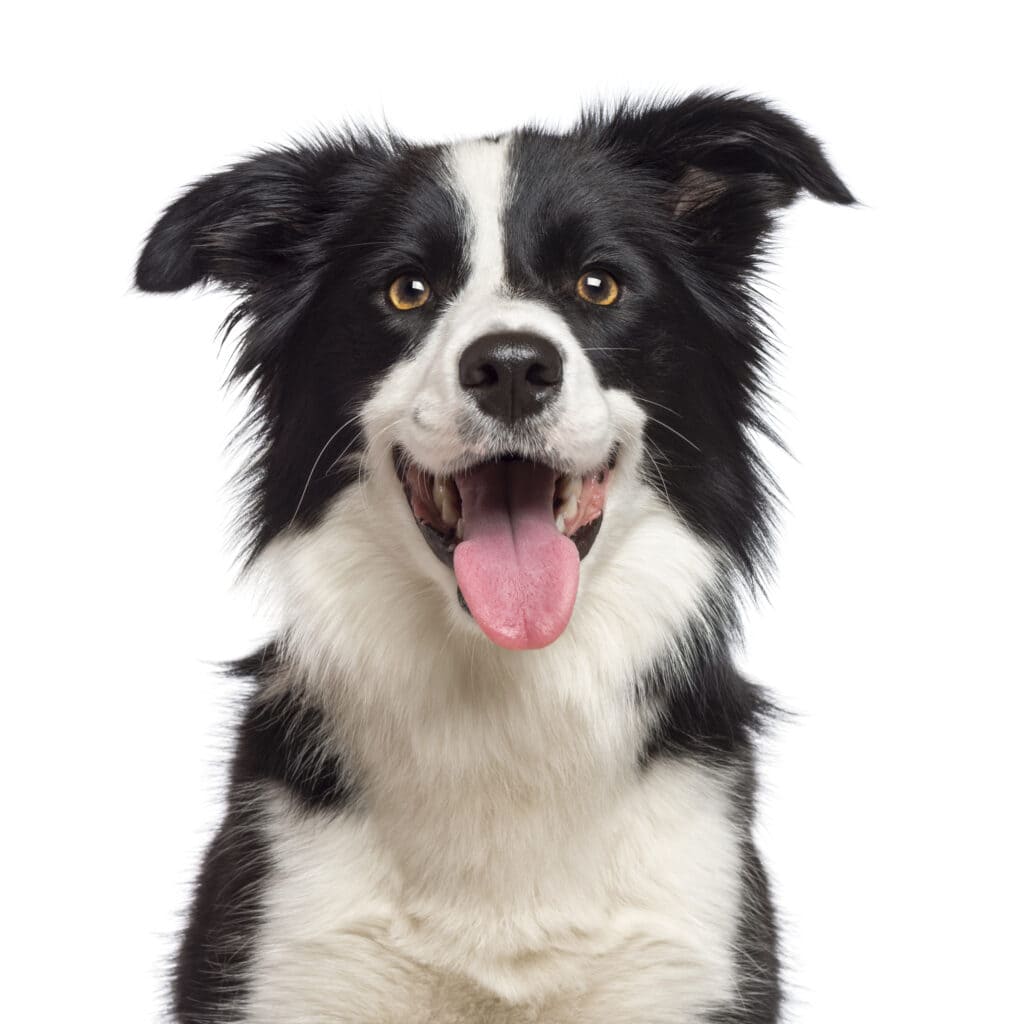 Close-up of Border Collie, looking at camera against white background
