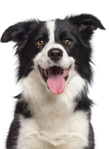 Close-up of Border Collie, looking at camera against white background