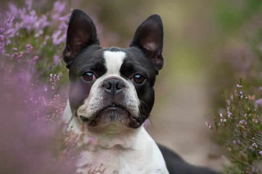 Boston terrier peeking around some flowers