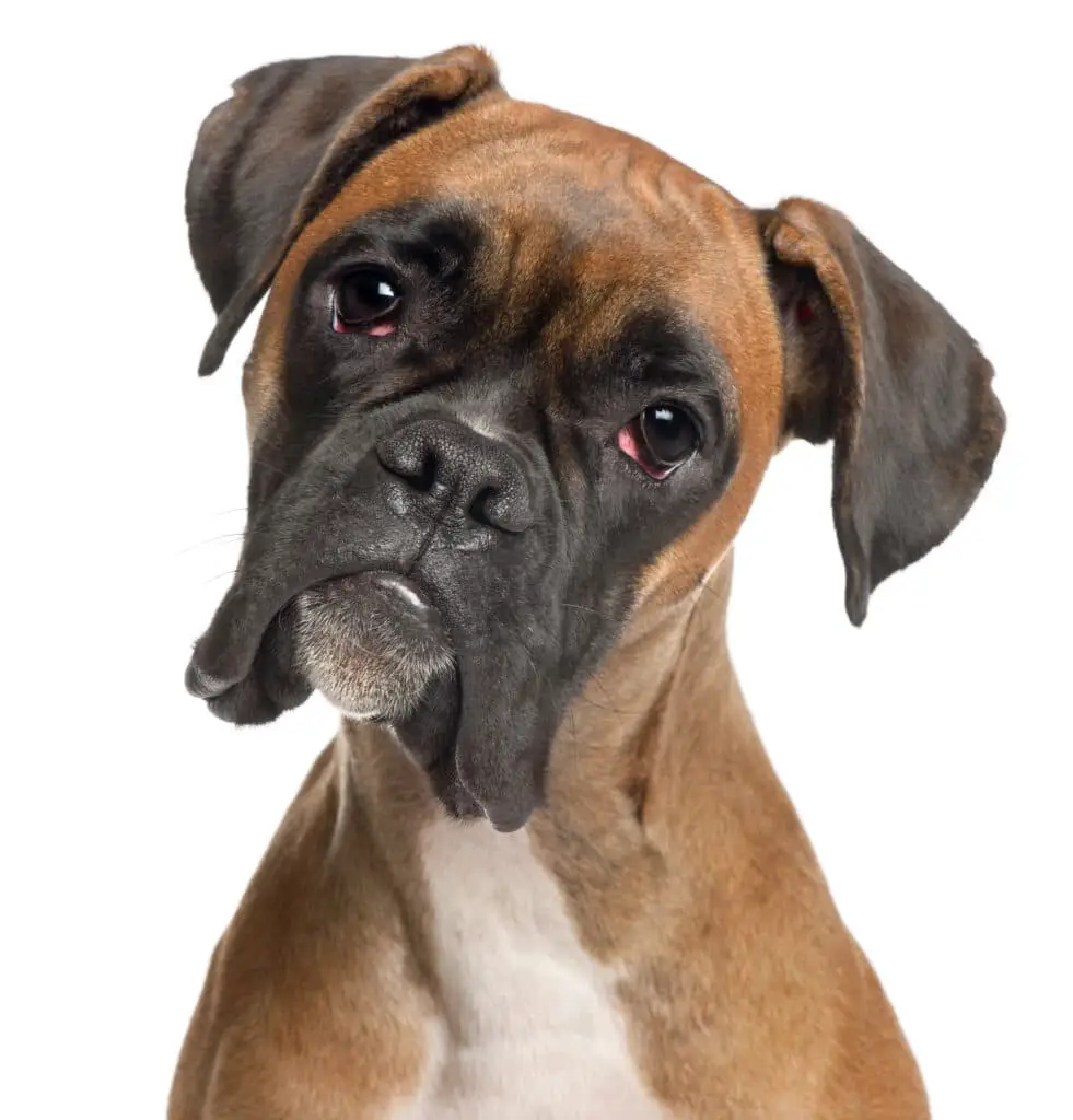 black and tan Boxer with white chest on a white background