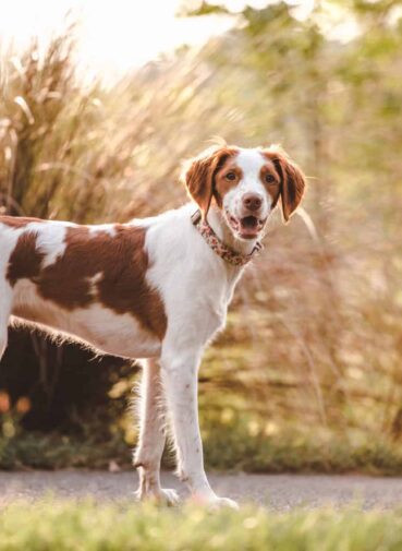 Brittany Spaniel on a path standing in front of a bunch of native grasses