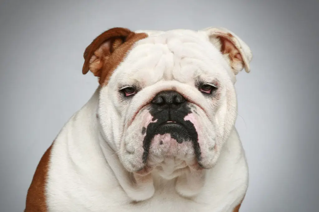 Bulldog: Facts and Information on this Unique Breed