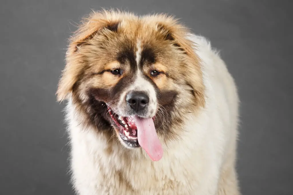 Young white and brown Caucasian Shepherd Dog in studio.