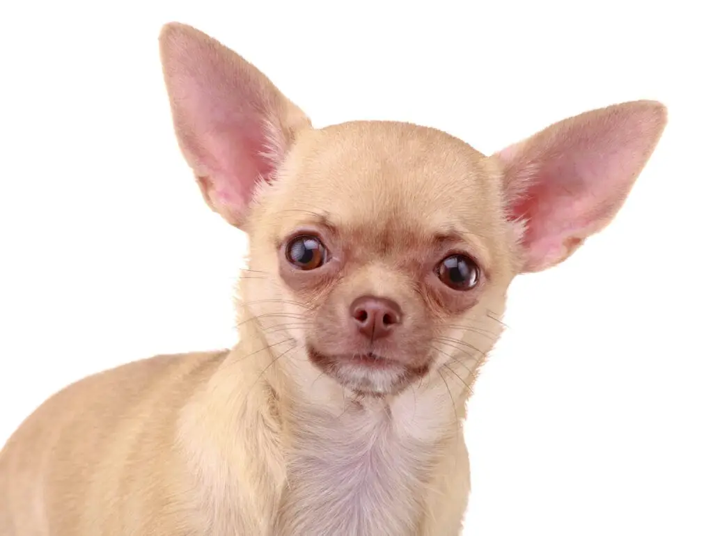 Chihuahua: Facts and Info on this Feisty Dog Breed