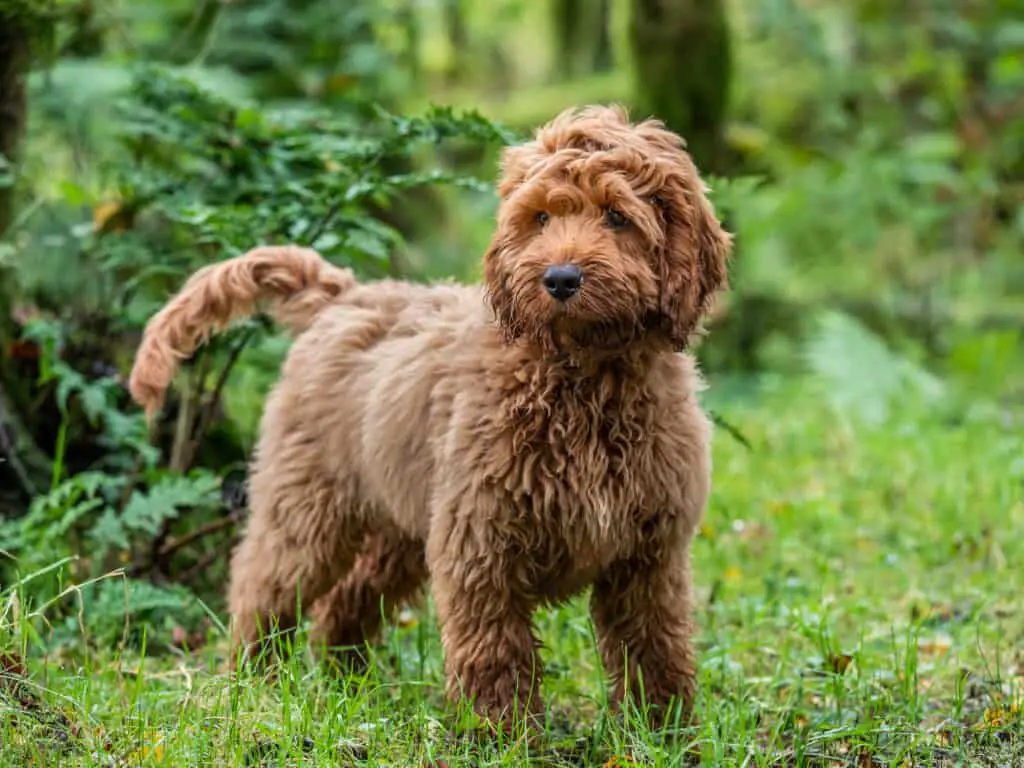 Cockapoo: Facts and Information on the Cutest Dog Breed!