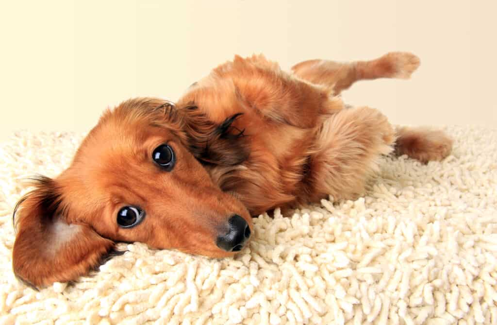 Longhair dachshund puppy lying down on a white carpet.