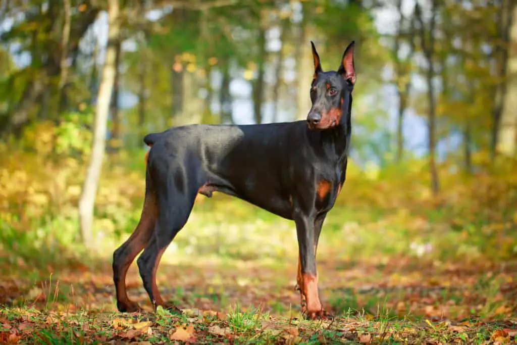 Doberman Pinscher adult, cropped ears. Standing in forest