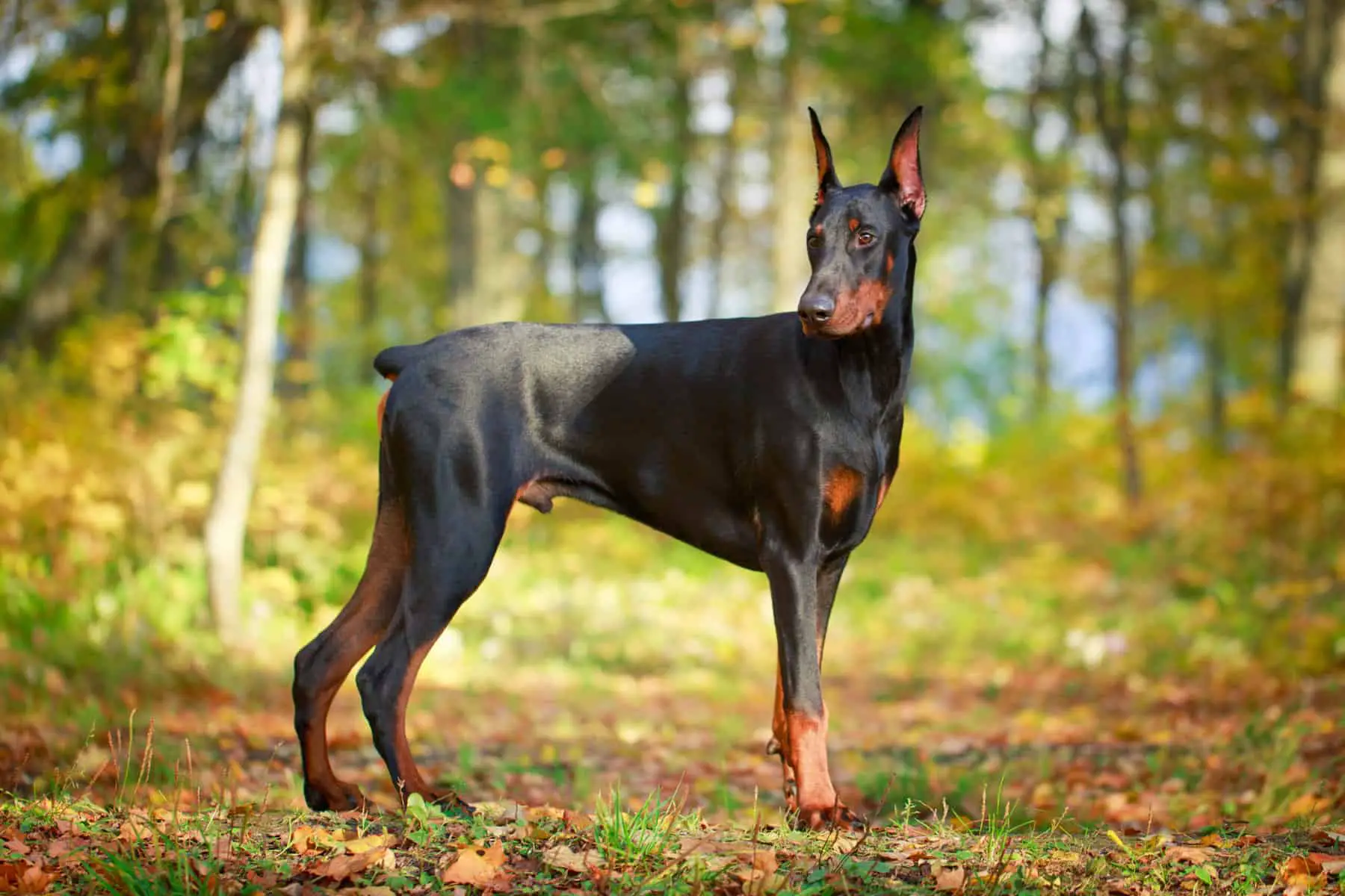 Doberman Pinscher adult, cropped ears. Standing in forest