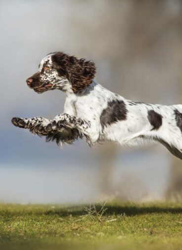 English Springer Spaniel leaping into the air