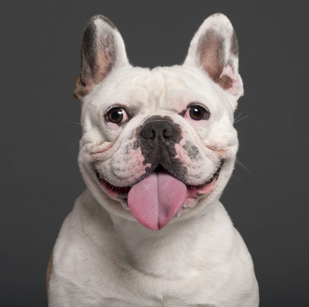 French Bulldog Breed: Information on Your Frenchie Dog