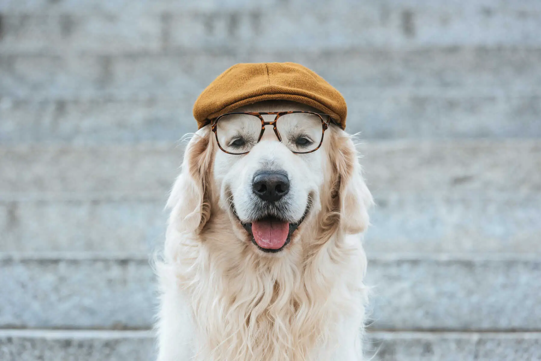 Golden Retriever on stairs in a scali cap and glasses