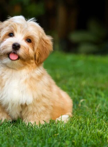 Happy little orange havanese puppy dog is sitting in the grass