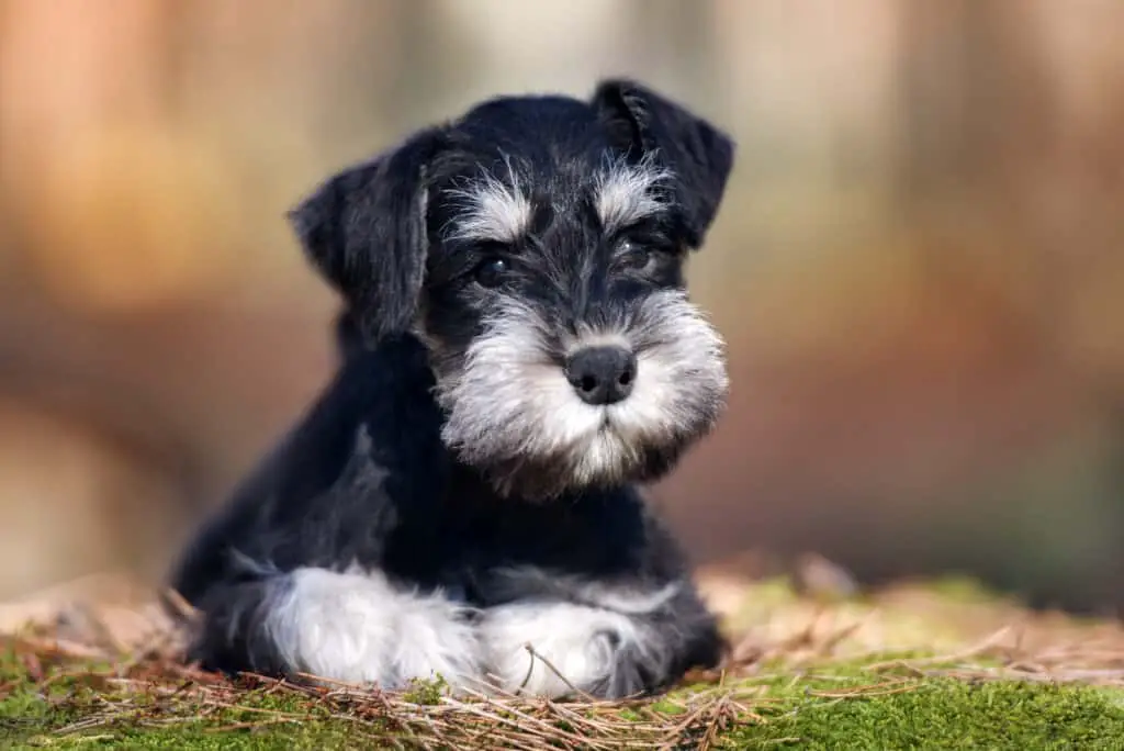 Black and silver miniature schnauzer puppy sitting on grass