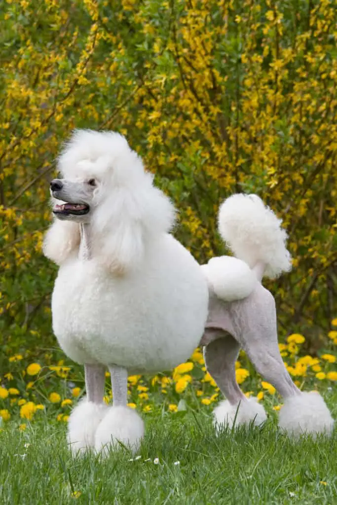 Large white Poodle with Continental cut in front of bushes with yellow flowers