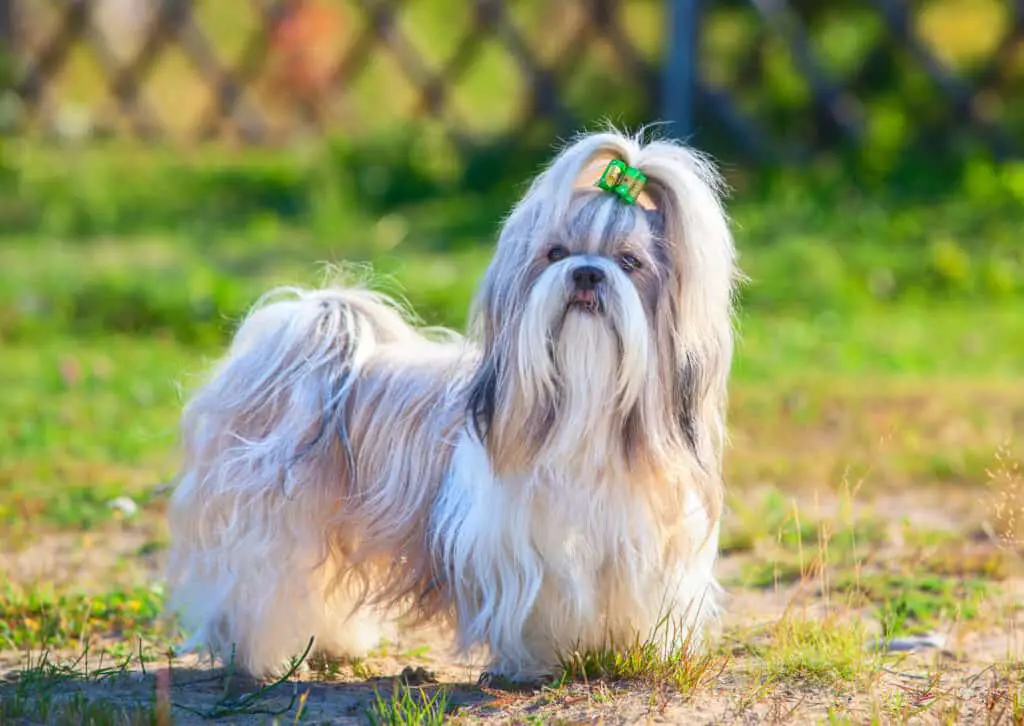 Shih Tzu: Facts and Information on this Royal Dog Breed